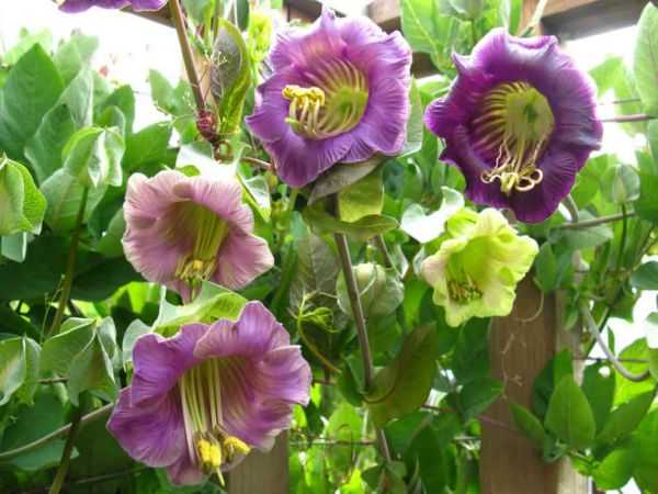 Как выращивать цветы из семян в домашних условиях? советы по посадке и уходу на ydoo.info