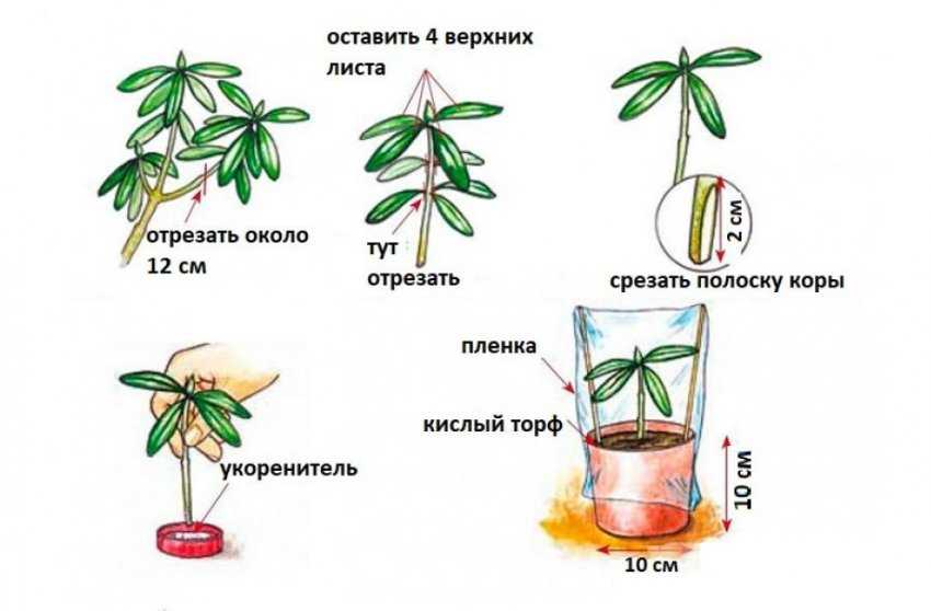 Особенности рододендрона гибридного: описание подсортов, правила ухода и фото растения