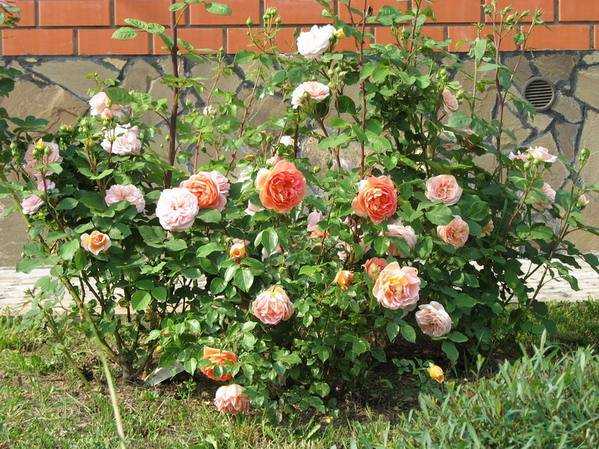 Роза чарльз остин (charles austin): фото, отзывы, описание, характеристики.