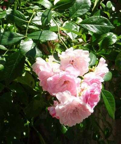 Китайская роза крылья ангела: выращивание из семян, фото, посадка и уход selo.guru — интернет портал о сельском хозяйстве