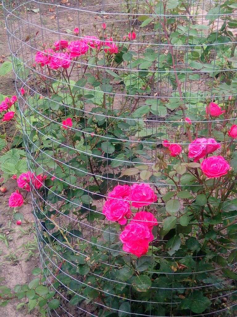 Можно ли пересадить цветущую розу летом. как правильно пересадить розу после покупки в магазине
