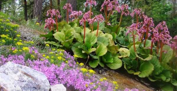 Теневыносливые растения: фото цветов и кустарников для сада и дома