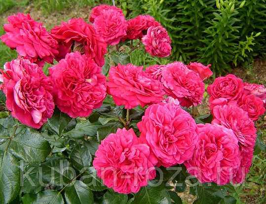 Роза леонардо да винчи: особенности сорта и все секреты правильного ухода и выращивания