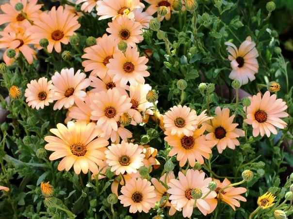Диморфотека: выращивание цветка из семян в домашних условиях в открытом грунте