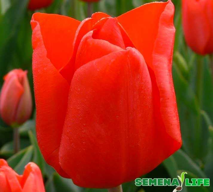 Все о тюльпанах: описание, виды и выращивание