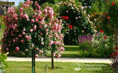 Морщинистая роза - всё о сортах, уход и выращивание