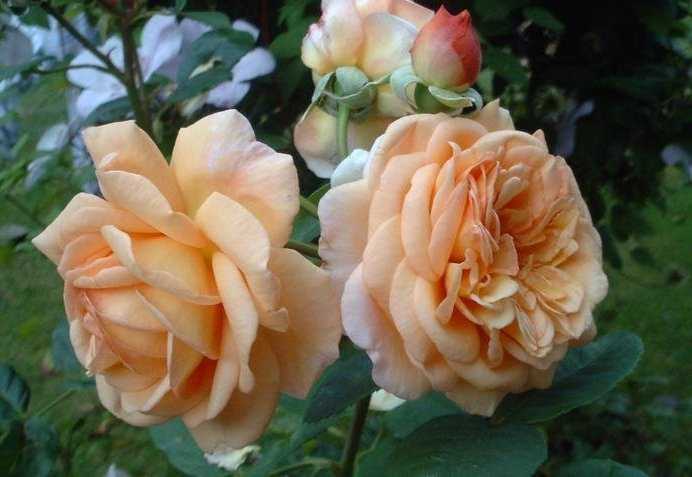 Роза клэр остин: описание и характеристики сорта, посадка и уход, размножение