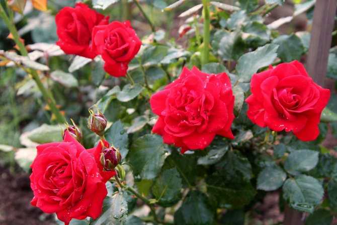 5 простых шагов как подготовить розы к зиме