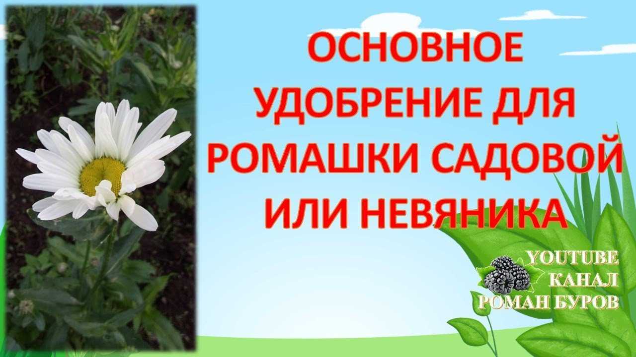 ᐉ ромашки: выращивание из семян, фото, посадка и уход в открытом грунте - roza-zanoza.ru