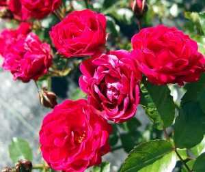 Полиантовые розы и их сорта на фото: выращивание, посадка и уход