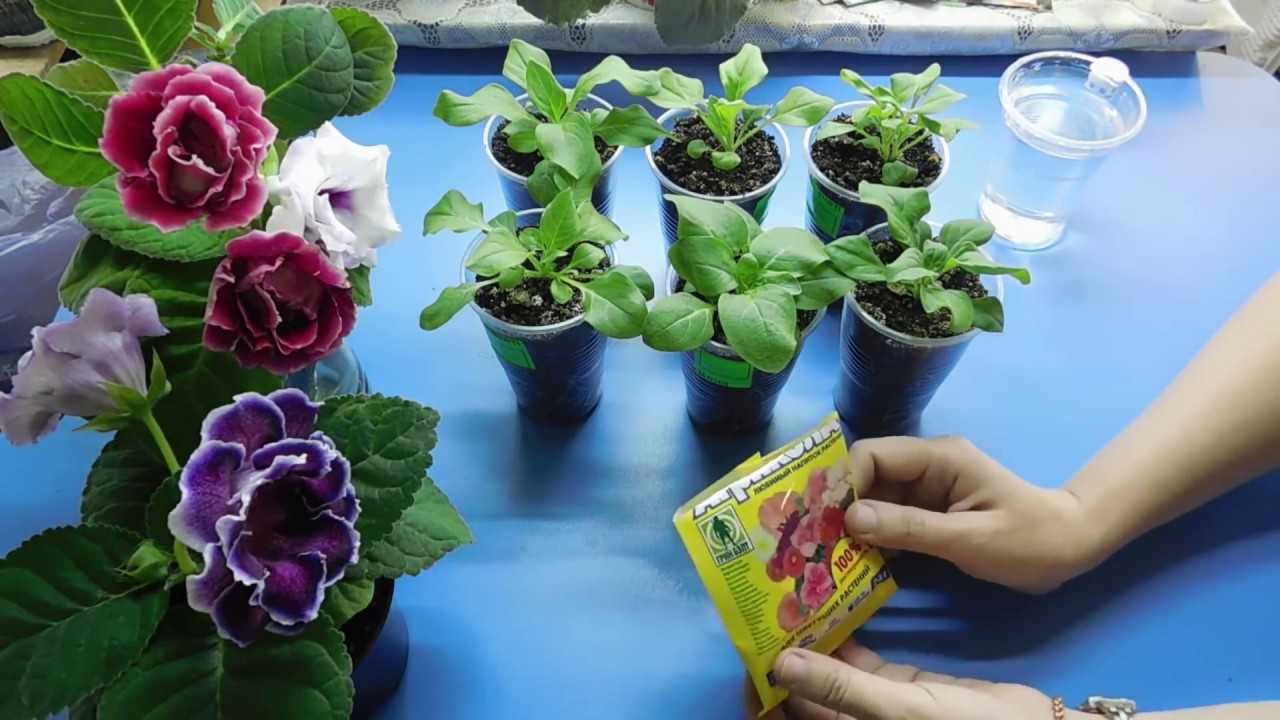Как вырастить хорошую рассаду петунии: уход, условия выращивания