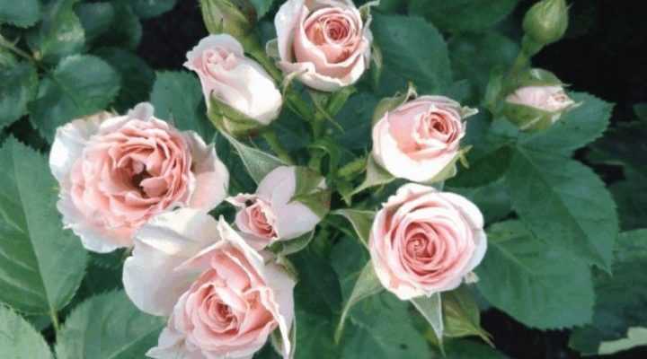 Миниатюрные розы: описание сортов и правильная обрезка - проект "цветочки" - для цветоводов начинающих и профессионалов