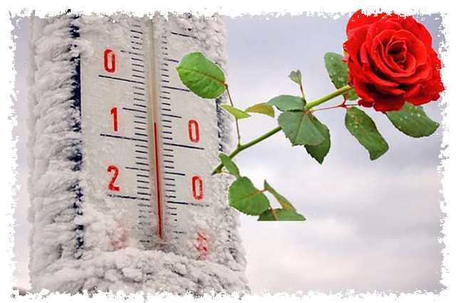 Подготовка и укрытие роз на зиму