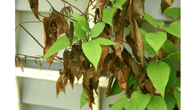 Почему сохнут листья клематиса - причины появления недуга