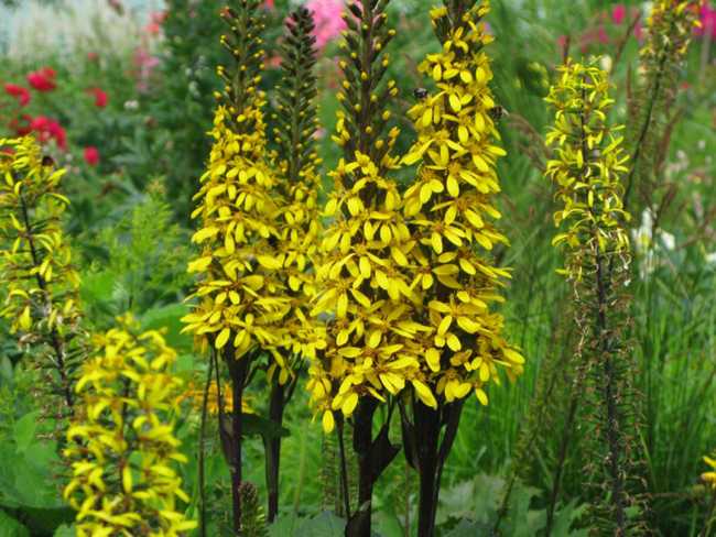 Бузульник – многолетнее травянистое растение для открытого грунта: фото, описание, видео посадки и ухода за цветком