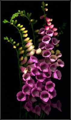 Есть ли цветы, похожие на орхидею – мнение опытных цветоводов