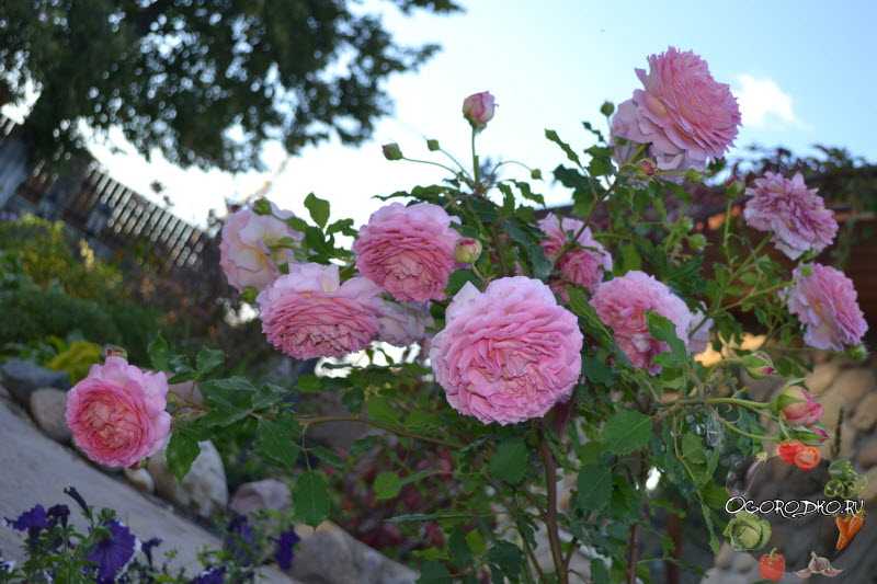 Описание и характеристики роз сорта клэр остин, технология выращивания
