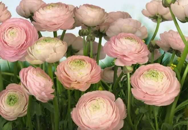 Цветы, похожие на пионы: ранункулюс, пионовидные розы, махровая гвоздика, пионовидный мак, помпонные хризантемы, эустома, густомахровые тюльпаны Сходства и отличия