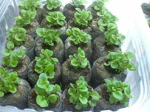 Выращивание петунии в гранулах и из простых семян