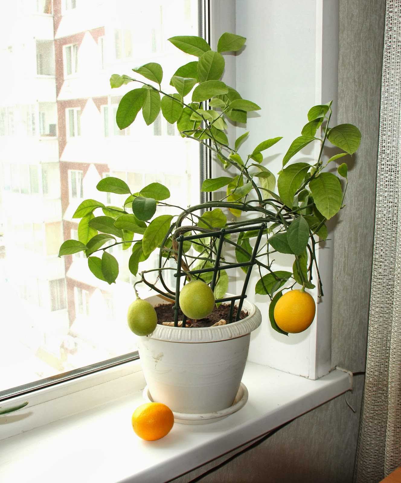 Почему у комнатного лимона желтеют листья, что делать, если они меняют цвет по краям, опадают, каков нужен уход в домашних условиях, чтобы растение их не сбрасывало?дача эксперт
