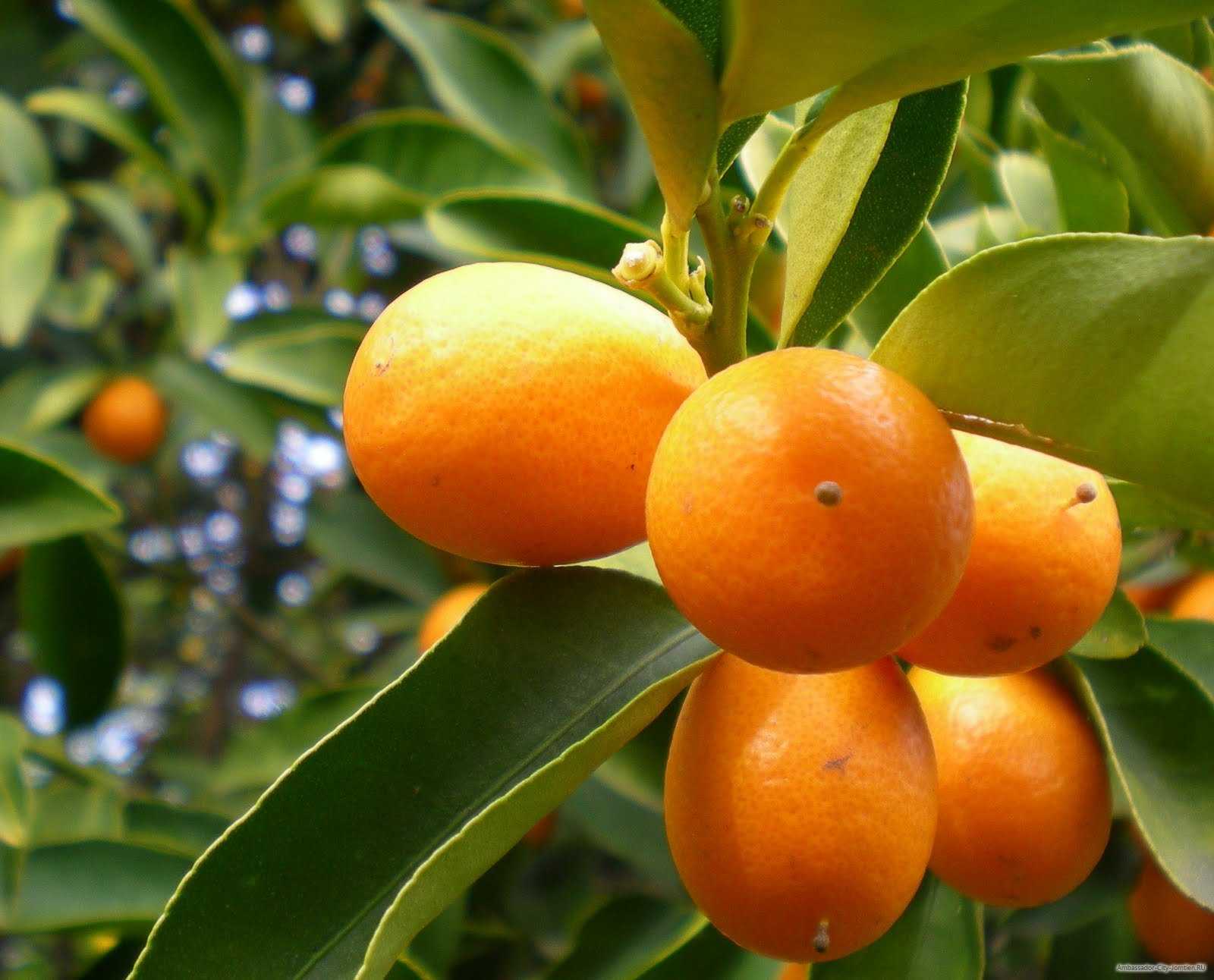 Лайм - полезные свойства фрукта и его сравнение с лимоном