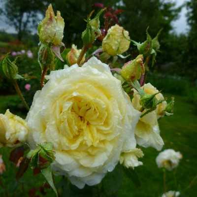 Характеристики сортовой плетистой розы эльф: посадка зимостойкого куста и уход