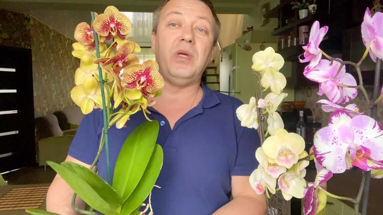 Орхидея каттлея: история возникновения этого растения, описание его подсортов с фото, а также советы по уходу в домашних условиях selo.guru — интернет портал о сельском хозяйстве