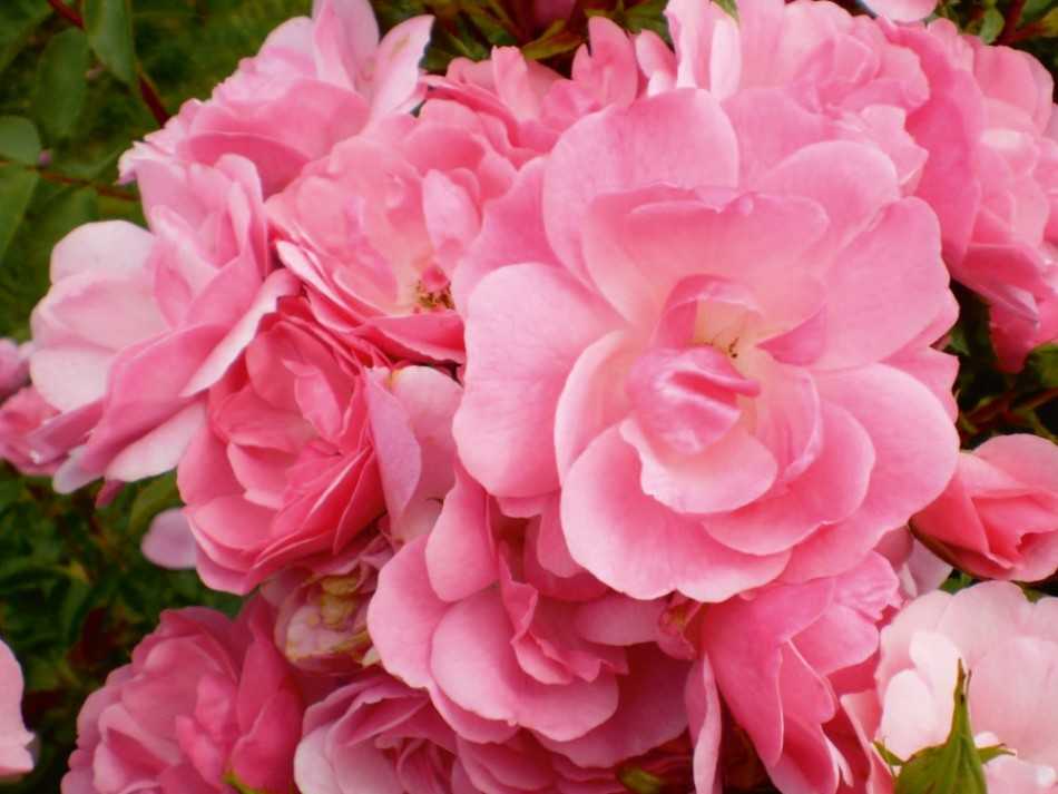 Полиантовые розы: виды и сорта - описание, применение, размножение, уход, посадка, фото
