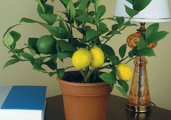 Размножение лимона черенками. фото.