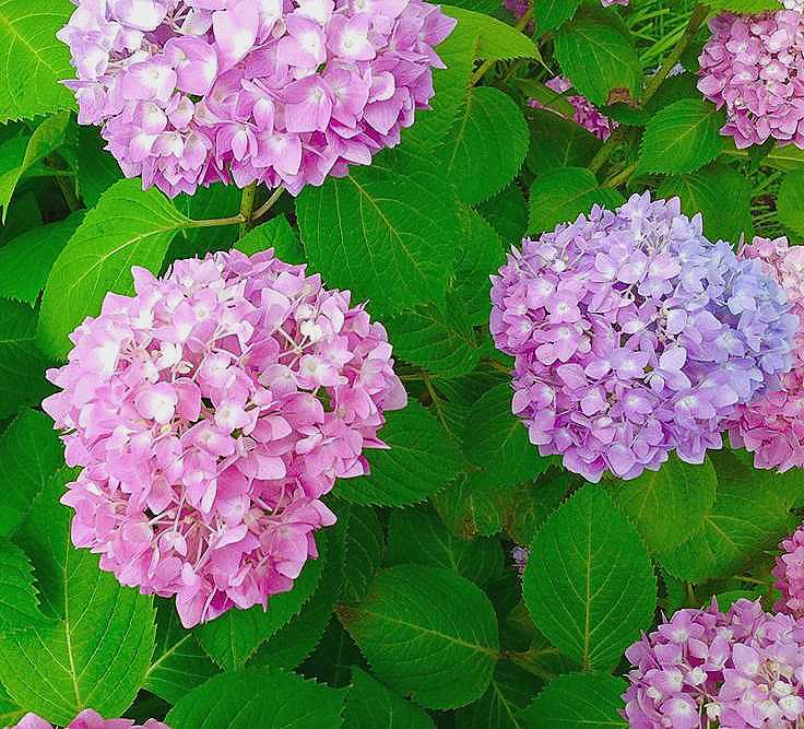 Садовая гортензия (82 фото): посадка и уход за цветами в открытом грунте. как она размножается? выбираем удобрения