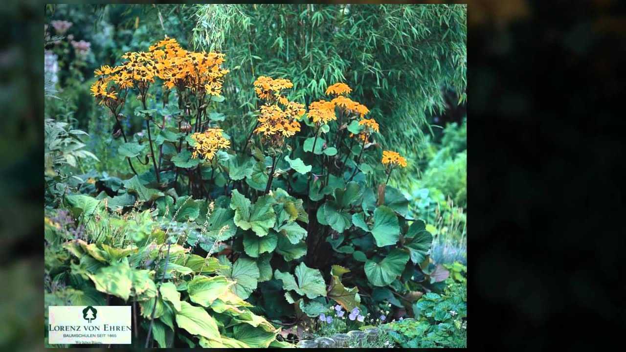 Цветок бузульник: посадка и уход в открытом грунте, виды и сорта с фото