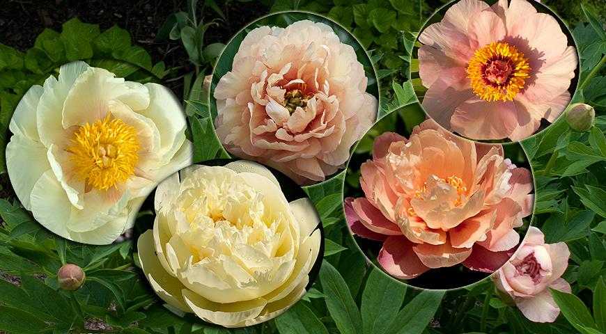 Пионы розовые: самые известные сорта с фото, требования к выращиванию, правила подкормки и обрезки Как используют в ландшафте