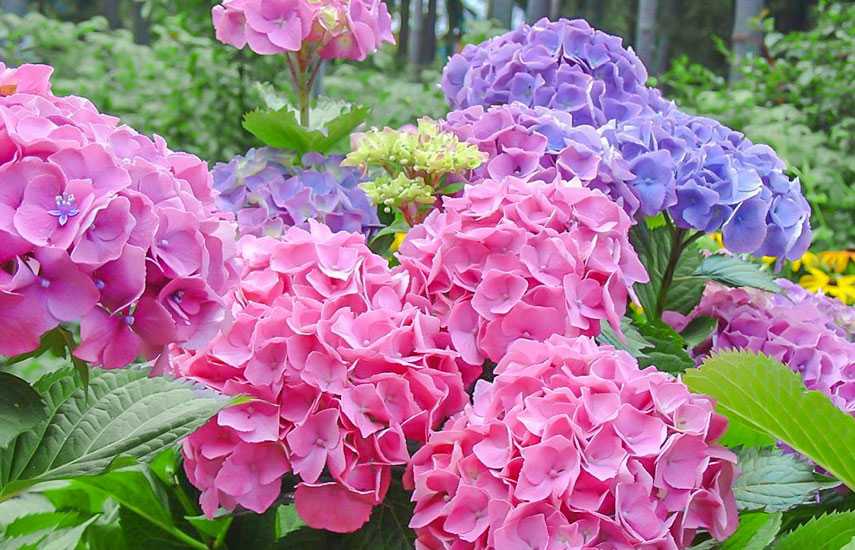 Способы размножения гортензий весной, летом и осенью - проект "цветочки" - для цветоводов начинающих и профессионалов
