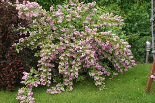 Дейция розовая: характеристика растения и особенности выращивания