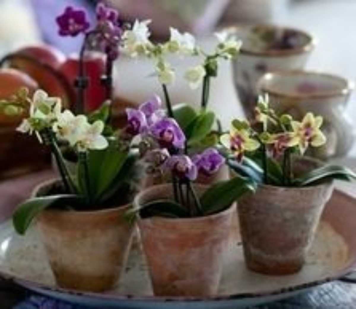 Уход за орхидеей (фаленопсис) в домашних условиях после покупки. 7 важнейших правил, размножение, фото сортов