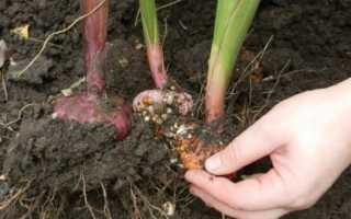 Подготовка гладиолусов к зиме: уход за клубнями осенью и как подготовить луковицы к хранению в холодное время