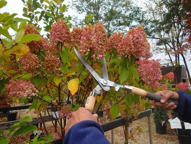 Чем подкормить гортензию весной и летом для пышного цветения в саду: удобрения сроки и правила