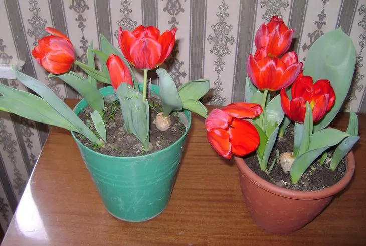 Выгонка тюльпанов к 8 марта и новому году - проект "цветочки" - для цветоводов начинающих и профессионалов