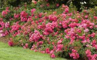 Почвопокровные розы: описание, лучшие сорта, посадка и уход