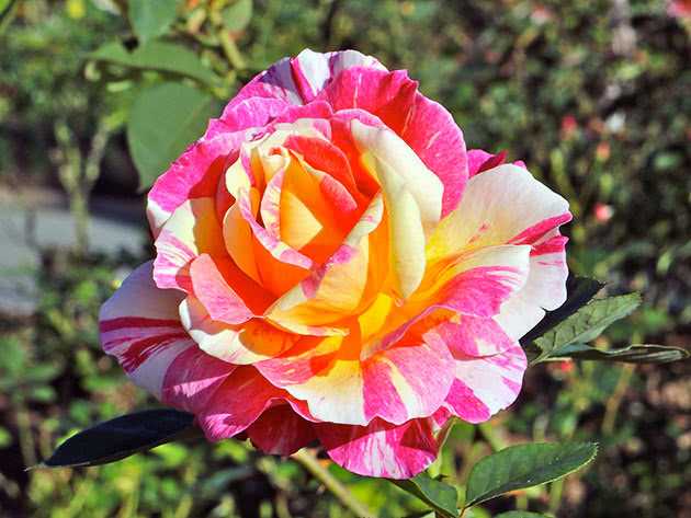Кустовые розы - описание и названия сортов в фото, выращивание и уход в горшке и саду