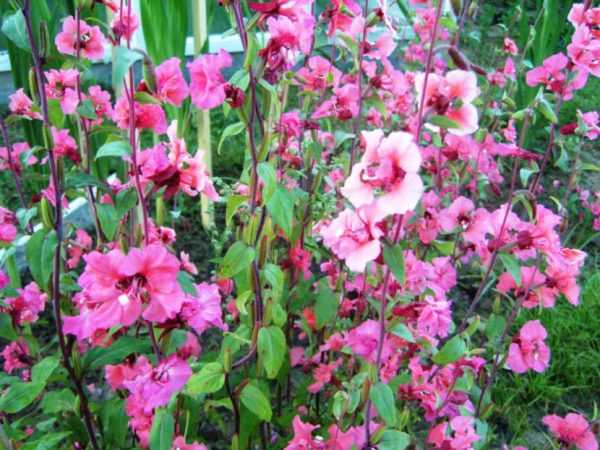 Цветы кларкия: посадка и уход в открытом грунте, виды и сорта с фото