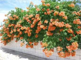 Обриета (65 фото): многолетние аубреции. посадка цветов и уход за ними. выращивание из семян. как сажать в открытом грунте?