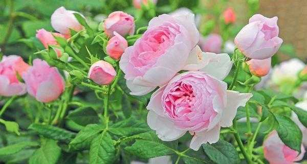 Английские сорта роз девида остина