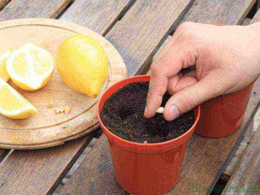 Как пересадить лимон в домашних условиях