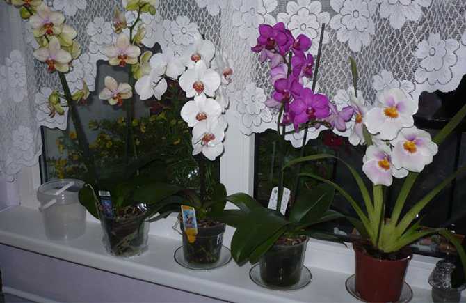 Орхидея мильтония: уход в домашних условиях. выращивание, полив, размножение и болезни. советы для начинающих цветоводов.