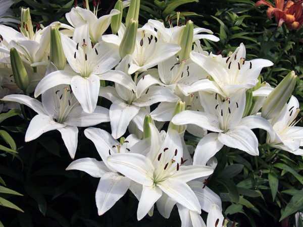 Белые лилии (47 фото): описание гибрида кандидум или лилии белоснежной, названия красивых сортов, посадка и уход