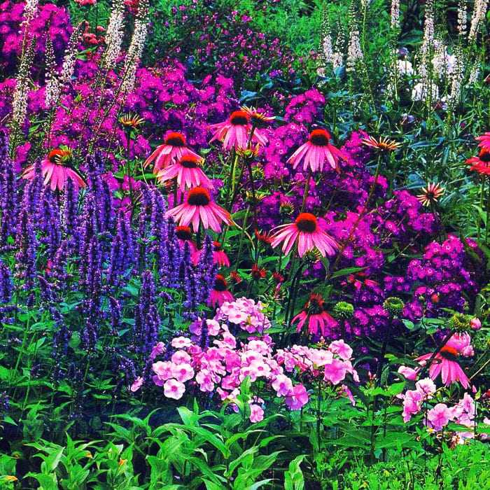 Цветы многолетники для сада — неприхотливые