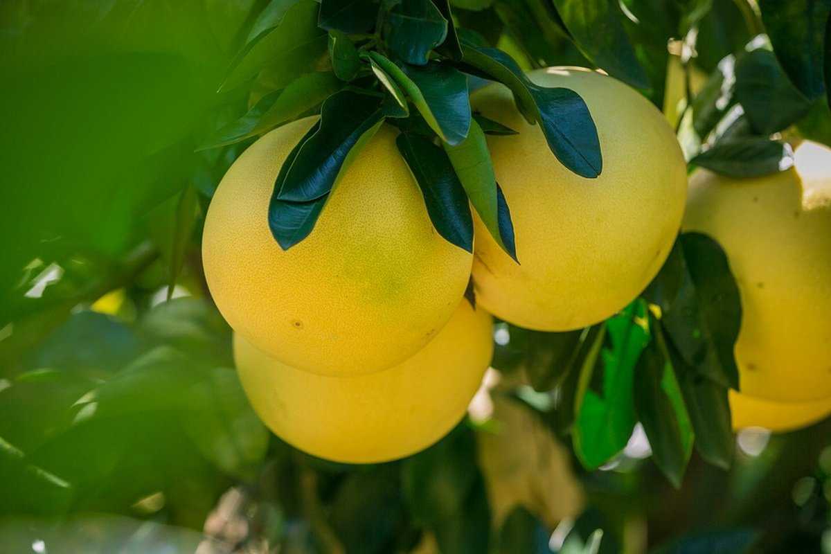 Отличия лайма и лимона: польза и свойства
