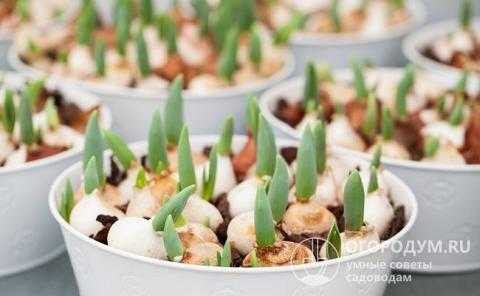 Как хранить луковицы тюльпанов до посадки в домашних условиях