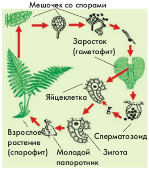 Папоротникообразные растения: характеристика группы, биологическое значение